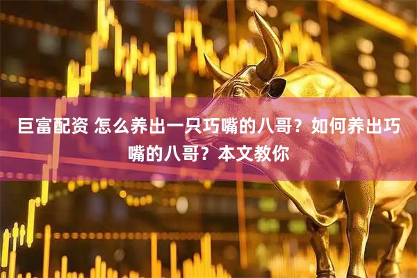 巨富配资 怎么养出一只巧嘴的八哥？如何养出巧嘴的八哥？本文教你